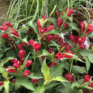 WEIGELA SONIC BLOOM RED WEIGELA REBLOOMING