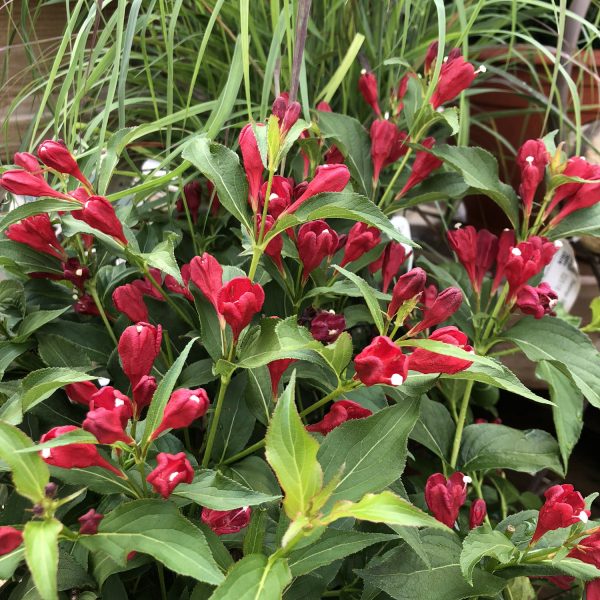 WEIGELA SONIC BLOOM RED WEIGELA REBLOOMING