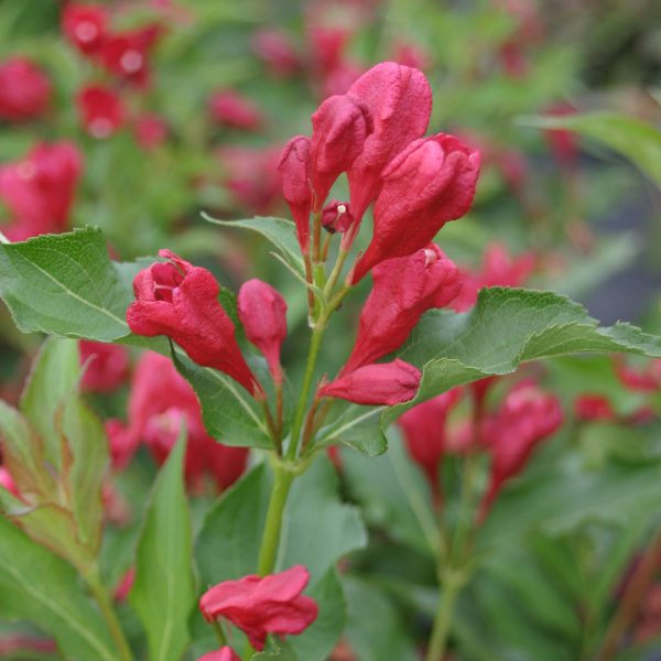 WEIGELA SONIC BLOOM RED WEIGELA REBLOOMING