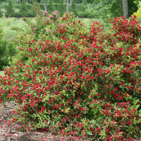 WEIGELA SONIC BLOOM RED WEIGELA REBLOOMING