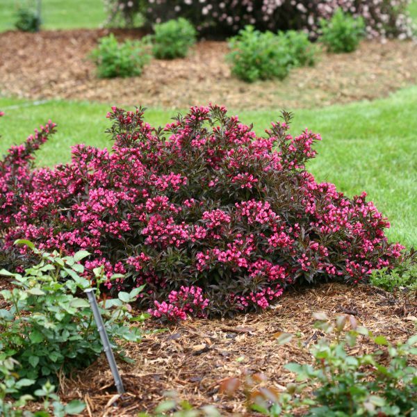 WEIGELA SPILLED WINE WEIGELA