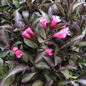 WEIGELA WINE AND ROSES WEIGELA