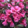 WEIGELA WINE AND ROSES WEIGELA
