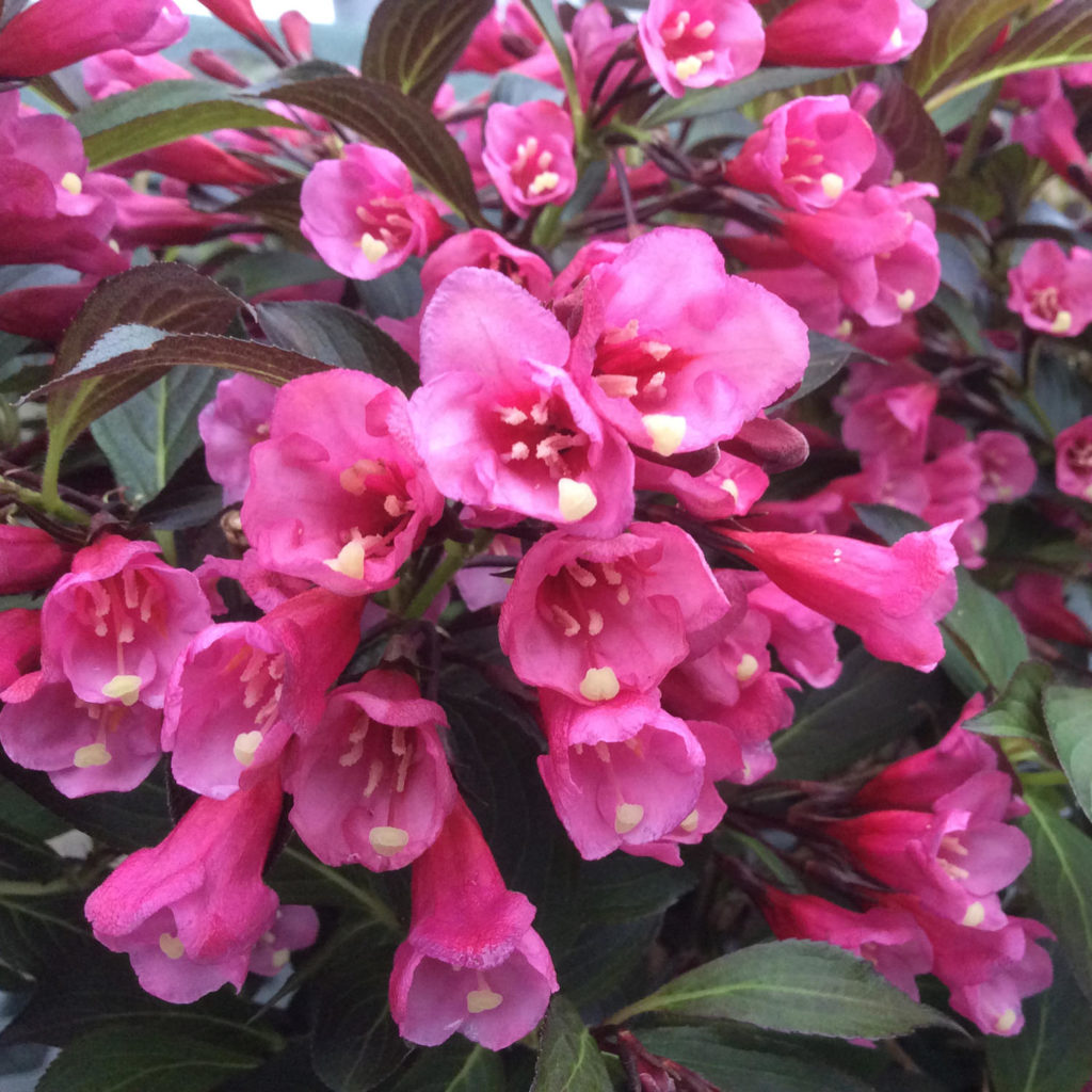 48+ Weigelie Rosa Blühend, Dunkelrosa blüten und purpurrotes bis