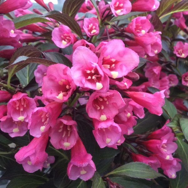 WEIGELA WINE AND ROSES WEIGELA