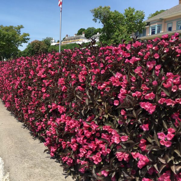 WEIGELA WINE AND ROSES WEIGELA