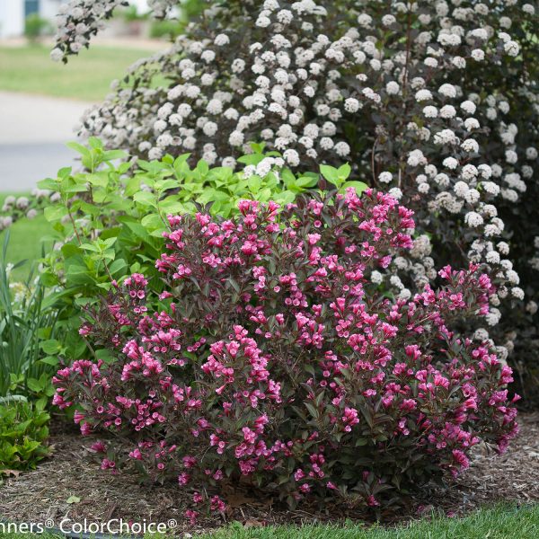 WEIGELA WINE AND ROSES WEIGELA