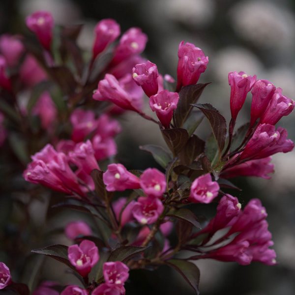 WEIGELA WINE AND ROSES WEIGELA