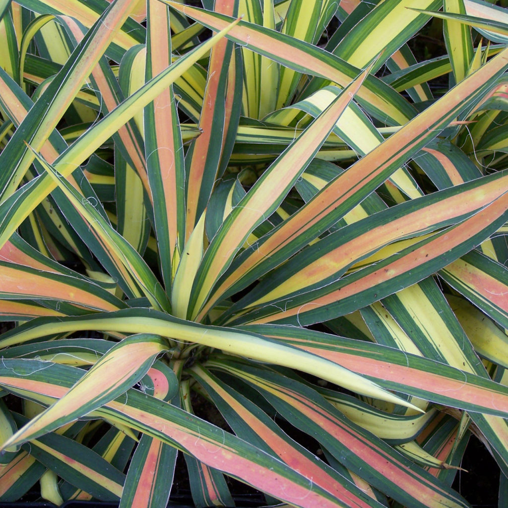 YUCCA COLOR GUARD ADAMS NEEDLE