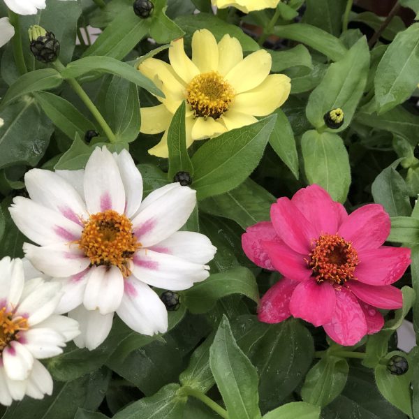 ZINNIA ZAHARA RASPBERRY LEMONADE MIX ZINNIA