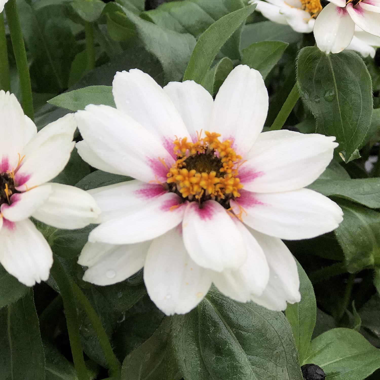 スーパーセール 目玉商品 ZAHARA® Starlight Zinnia Rose アート・デザイン・音楽