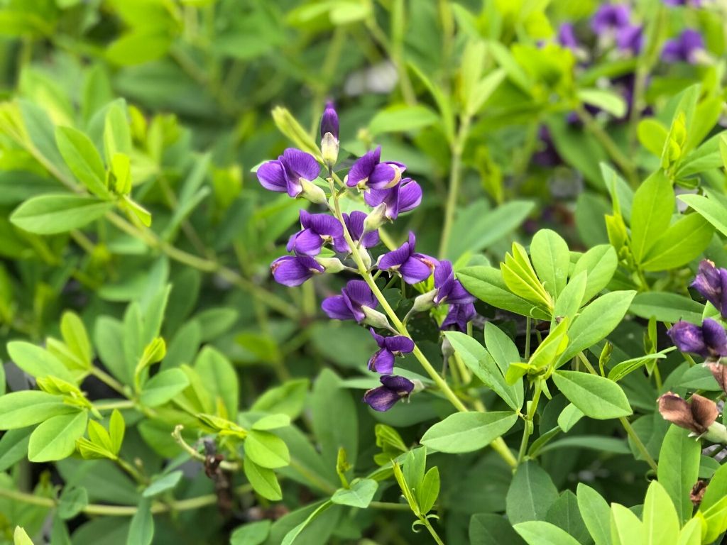 False indigo plant