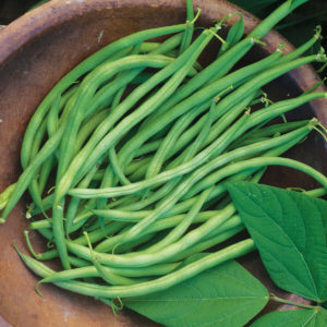 Bean Blue Lake Bush Bean