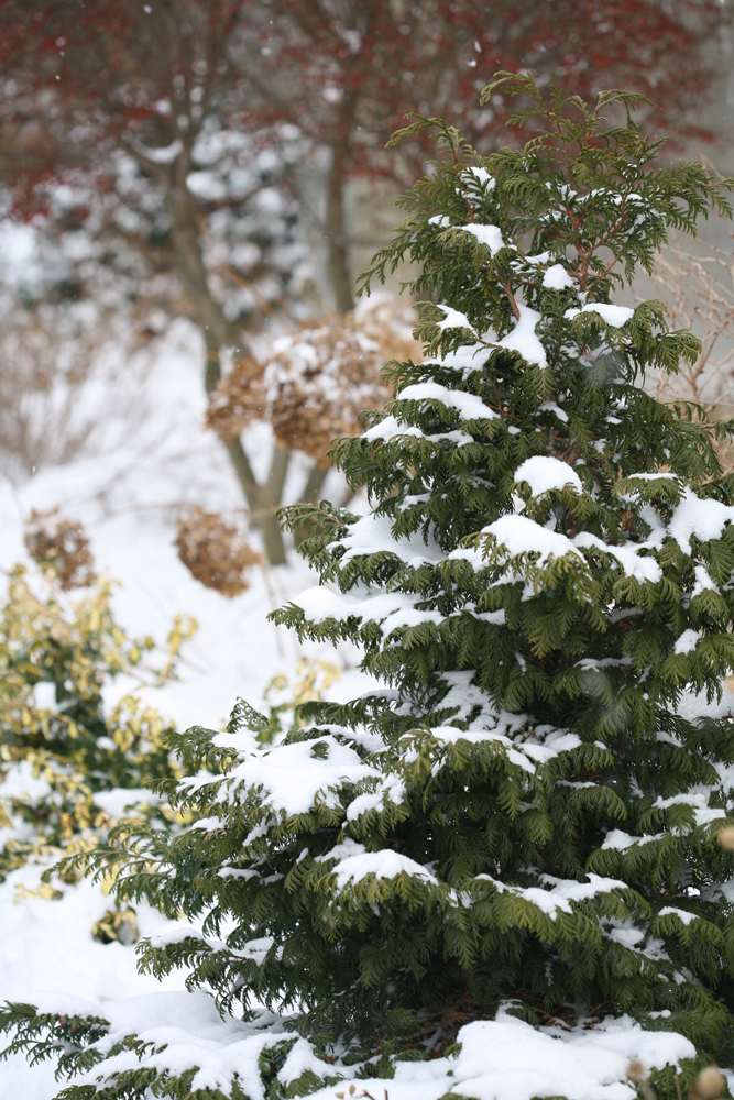 Tree covered in snow