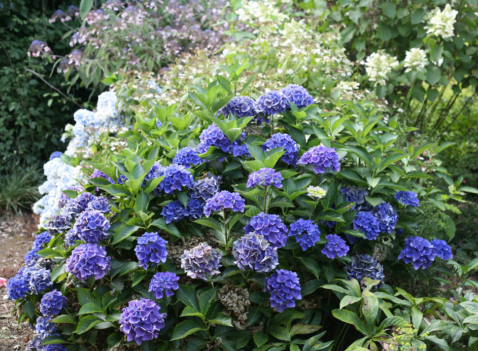 Cityline Venice Hydrangea grown in acidic soil