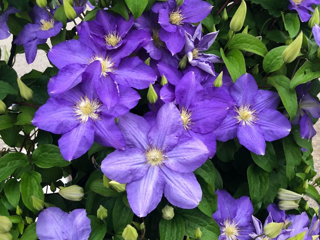 Clematis