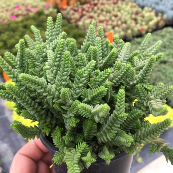 Crassula purpusii crassula