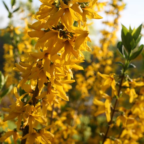 forsythia