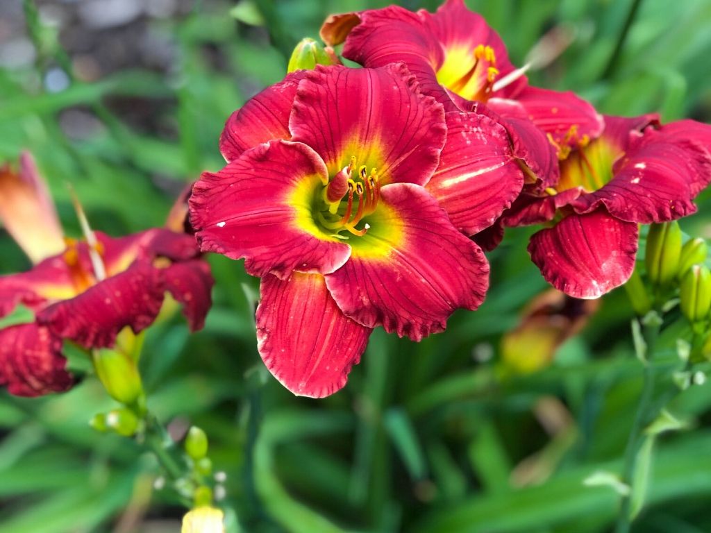 Daylily