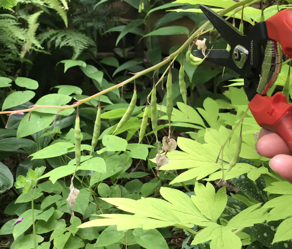 Trimming a plant