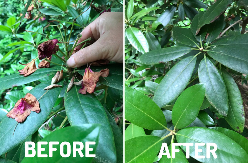 Before and after deadheading a plant