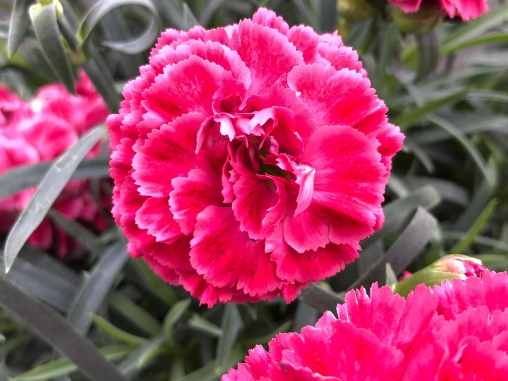 Dianthus bloom