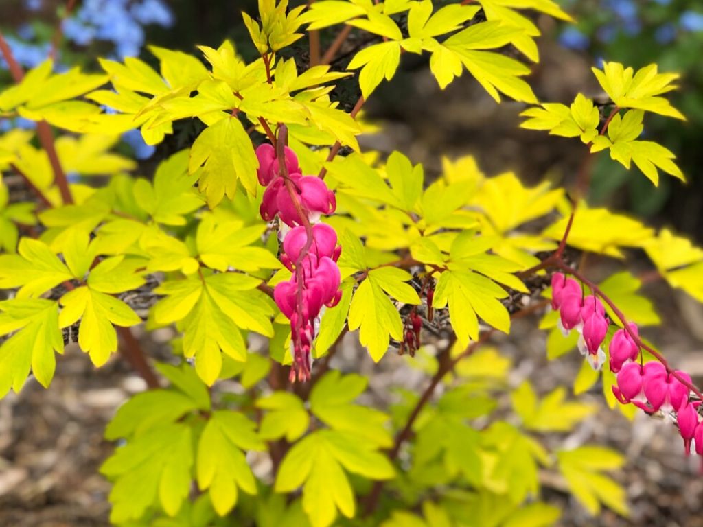 Bleeding heart flower