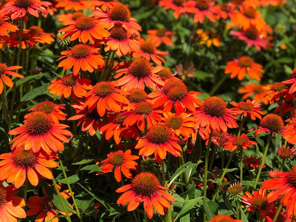 Echinacea