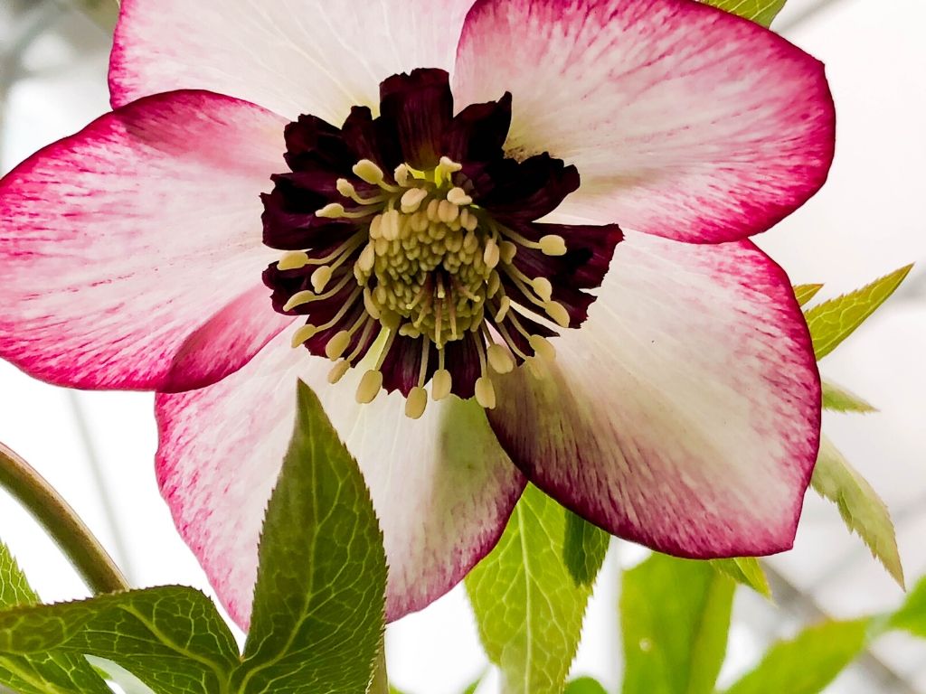 Honeymoon French Kiss Lenten Rose (Helleborus)