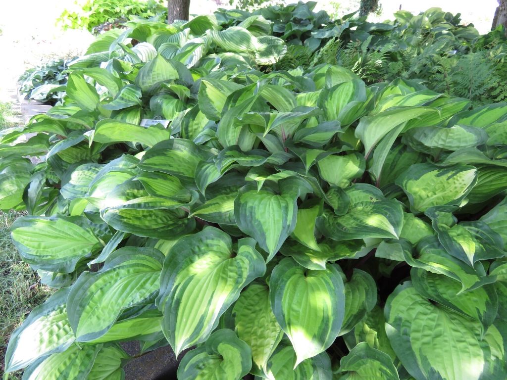 Hostas