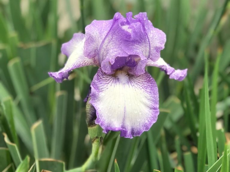 Iris Care Planting, Growing & Cultural Information