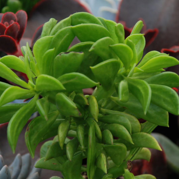 Peperomia dolabriformis