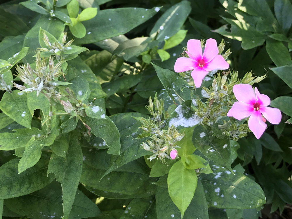 Mildew on phlox