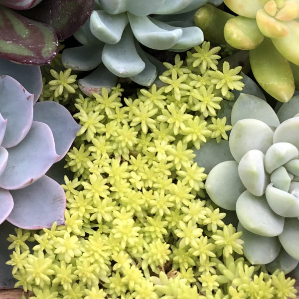 Sedum Tokyo Sun Sedum