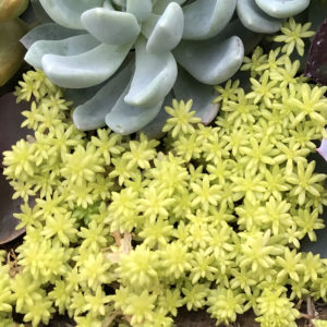 Sedum Tokyo Sun Sedum