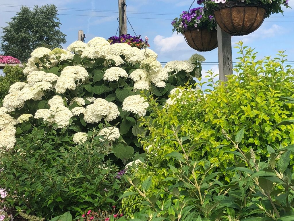 Shrubs in Landscape