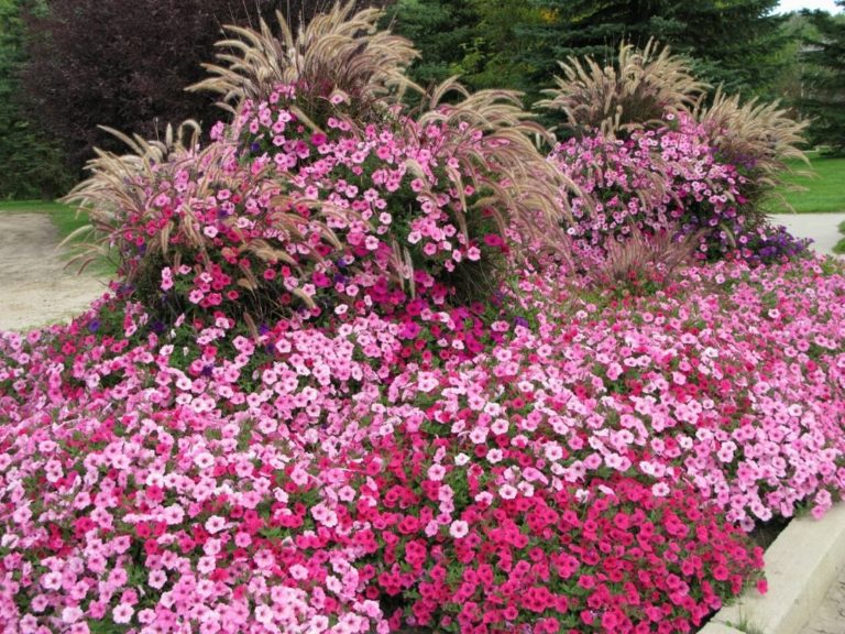 What does “deadheading” mean and why should I do it? Garden Crossings