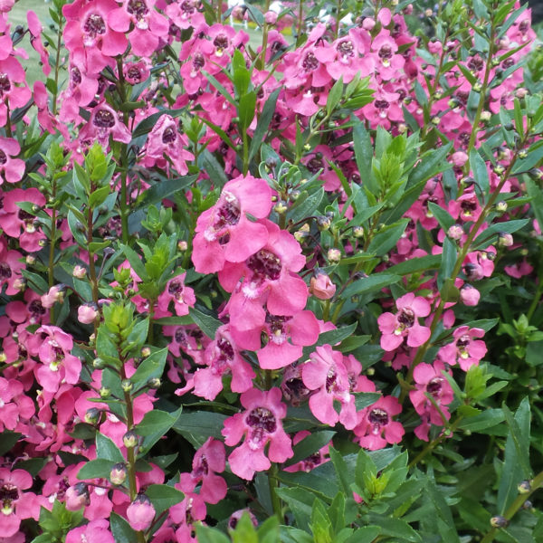 Angelonia Angelface Perfectly Pink Summer Snapdragon