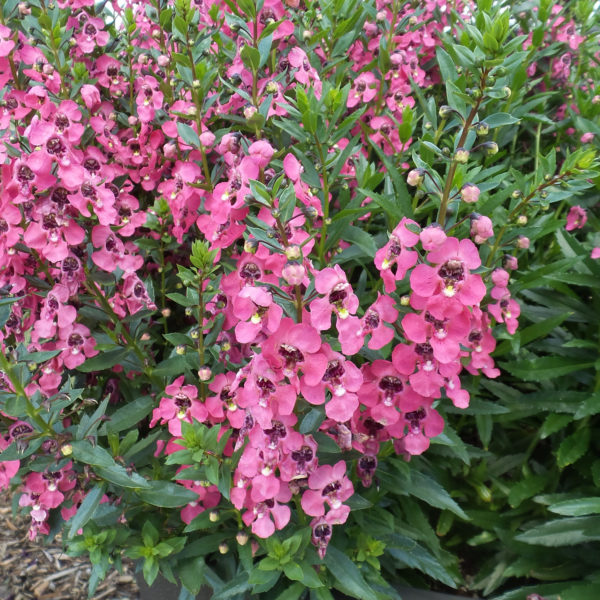 Angelonia Angelface Perfectly Pink Summer Snapdragon