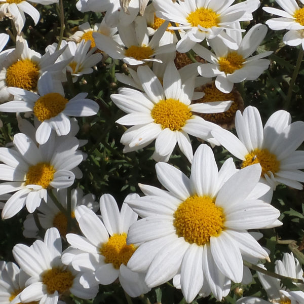 Argyranthemum Pure white Butterfly Marguerite Daisy