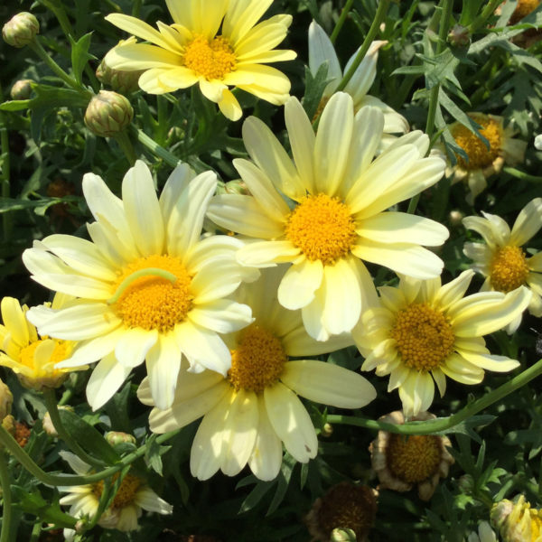 Argyranthemum Vanilla Butterfly Marguerite Daisy