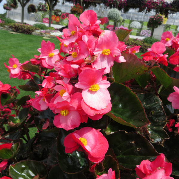 Begonia Surefire Rose Angelwing Begonia