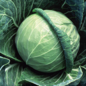 Cabbage