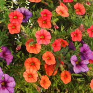 Calibrachoa Superbells® Dreamsicle® Millionbells