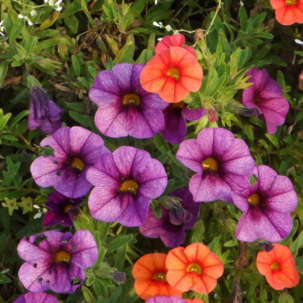 Calibrachoa SuperBells Plum Millionbells