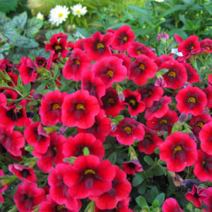 Calibrachoa Superbells Pomegranate Punch Millionbells