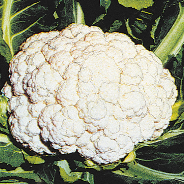 Cauliflower Snow Crown Cauliflower