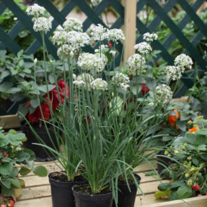 Chive Garlic Chive