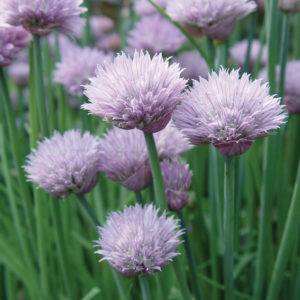 Chive Onion Chive