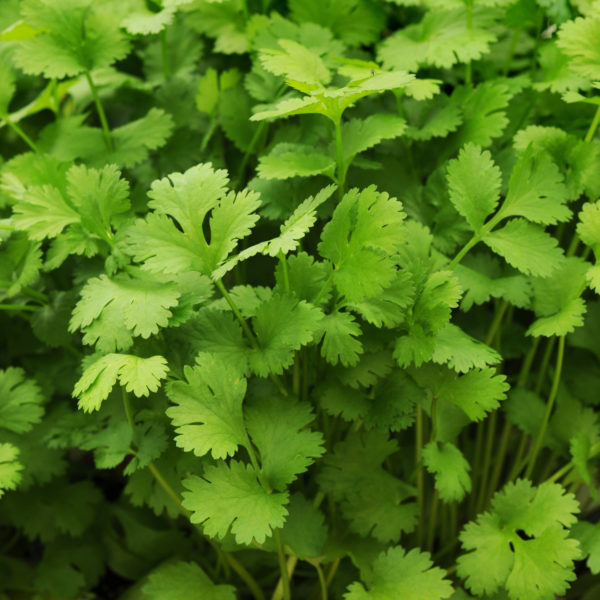 Cilantro Santo Cilantro